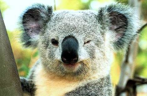 au_-_koala_2.jpg