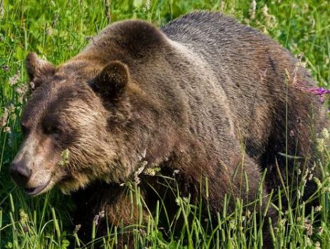 kepek_grizzly1_1260300991.jpg