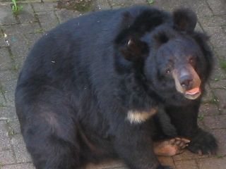 mackoo.jpg